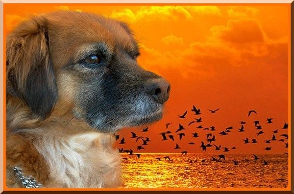 chiens sur fonds levercoucher de soleil chiens sur fonds levercoucher de soleil