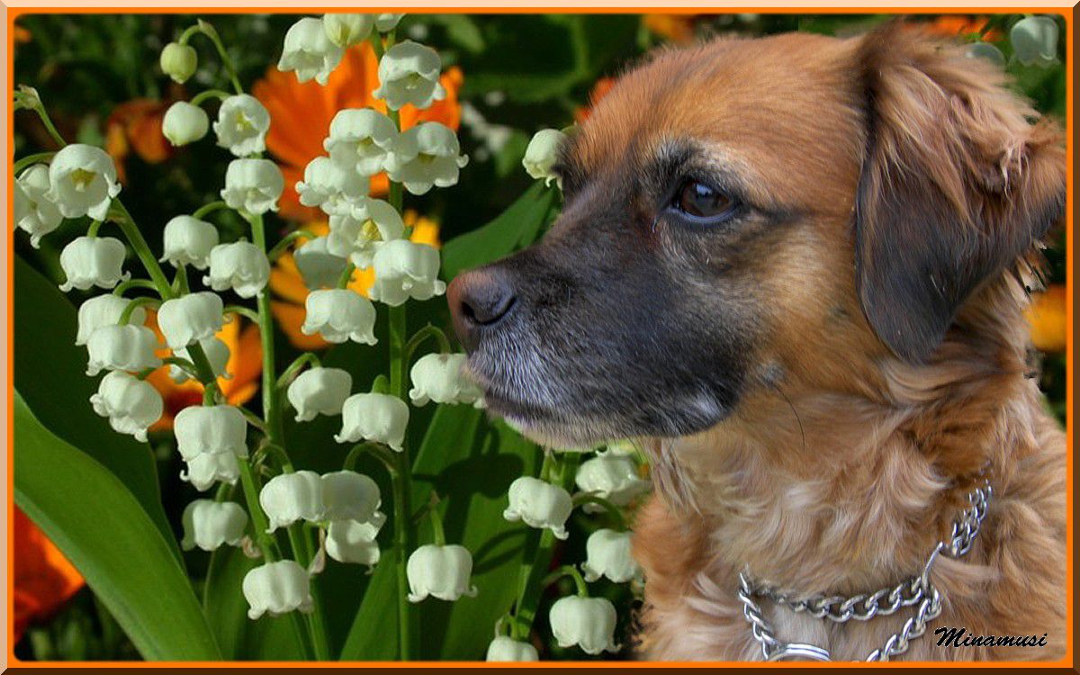 chiens sur fonds 1er mai