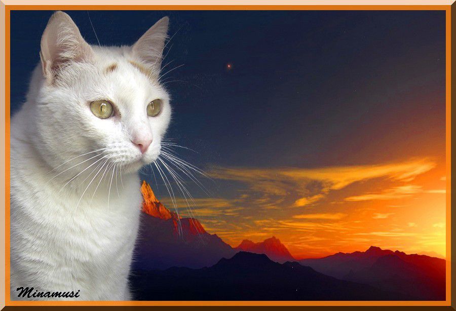chats sur fonds levercoucher de soleil — free download