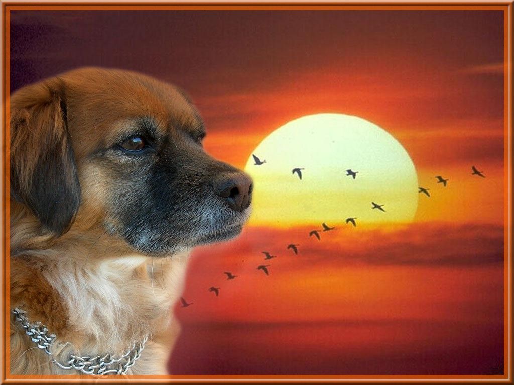 chiens sur fonds levercoucher de soleil