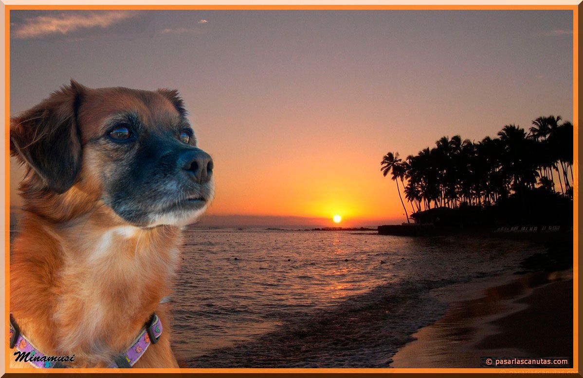 chiens sur fonds levercoucher de soleil